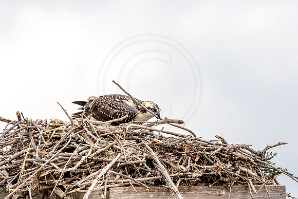 Osprey in Crown Point
