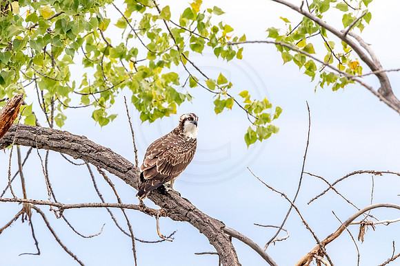 Osprey in Crown Point