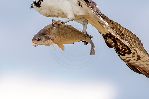 Osprey in Crown Point