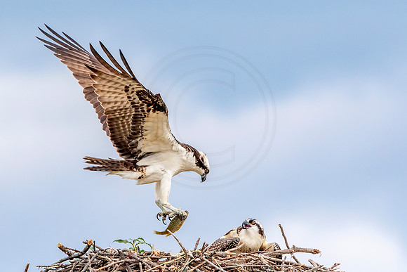 Osprey in Crown Point