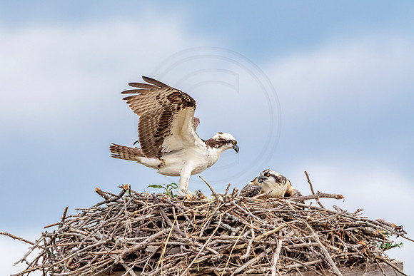 Osprey in Crown Point