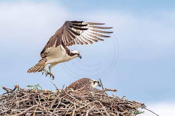 Osprey in Crown Point