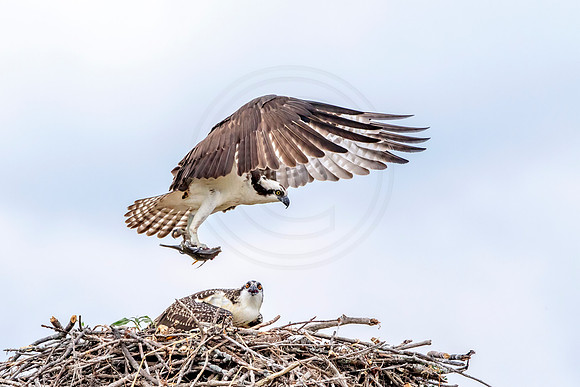 Osprey in Crown Point