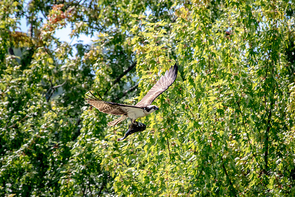 Osprey in Crown Point