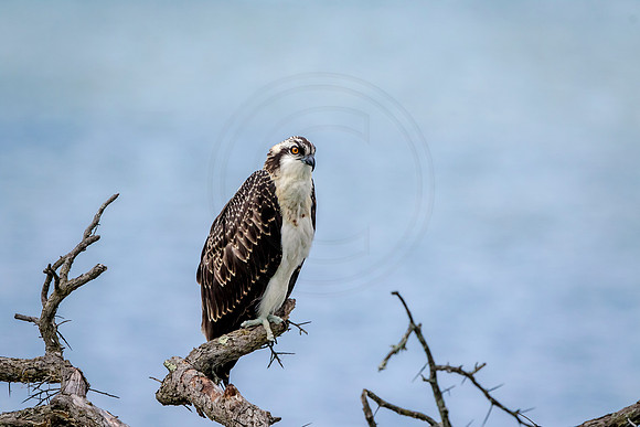 Osprey in Crown Point