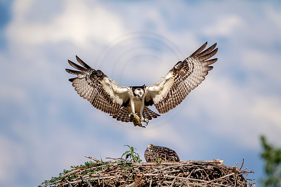 Osprey in Crown Point
