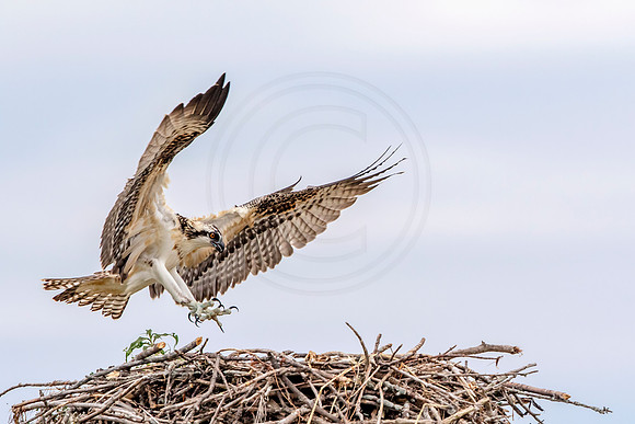 Osprey in Crown Point