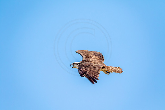 Osprey in Crown Point