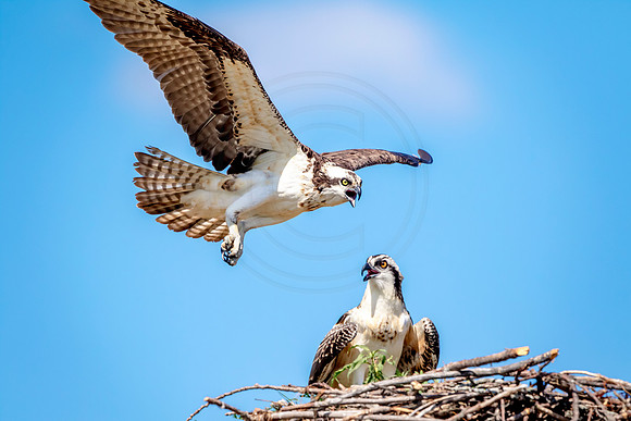 Osprey in Crown Point