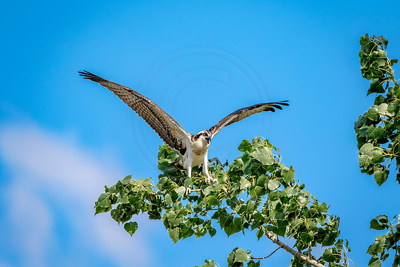 Osprey in Crown Point