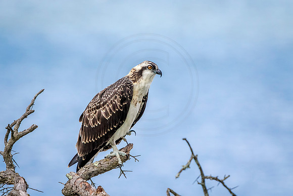 Osprey in Crown Point