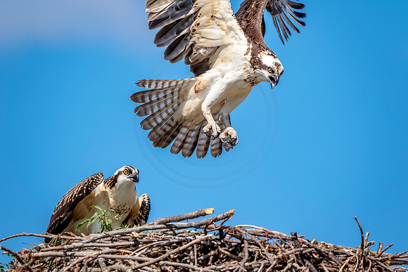 Osprey in Crown Point