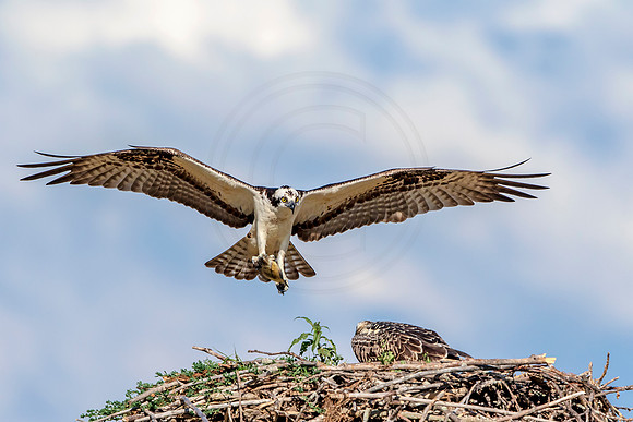 Osprey in Crown Point