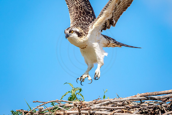 Osprey in Crown Point