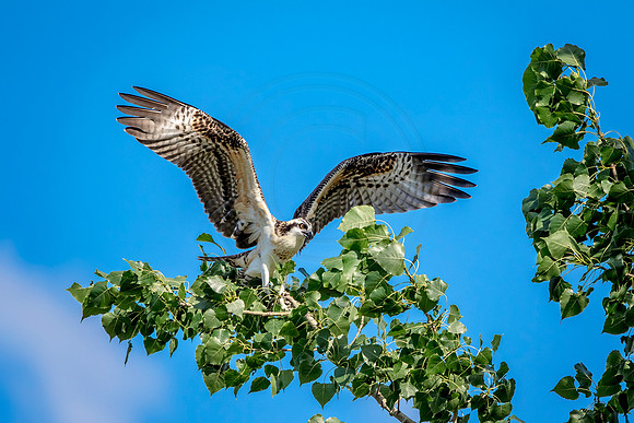 Osprey in Crown Point
