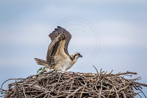 Osprey in Crown Point