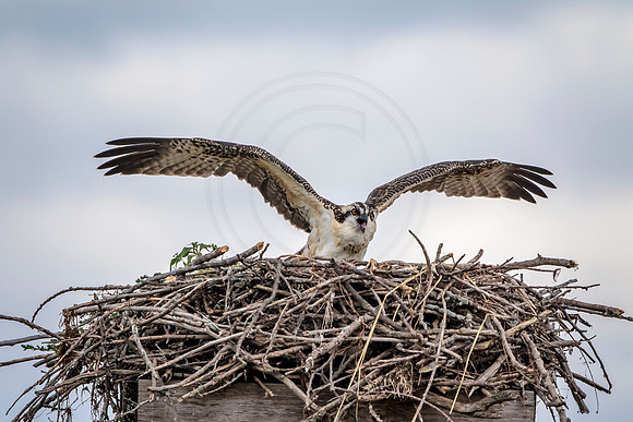 Osprey in Crown Point
