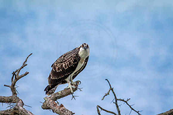 Osprey in Crown Point