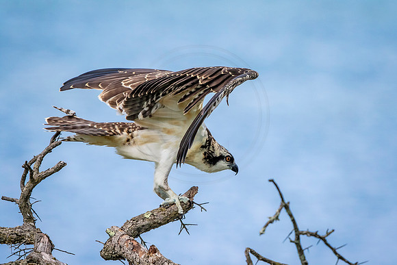Osprey in Crown Point