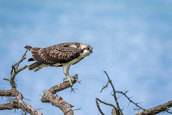 Osprey in Crown Point