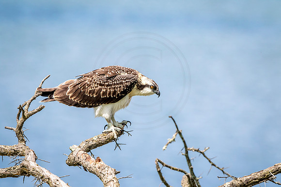 Osprey in Crown Point