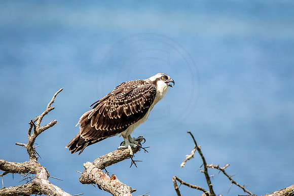 Osprey in Crown Point