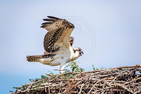Osprey in Crown Point