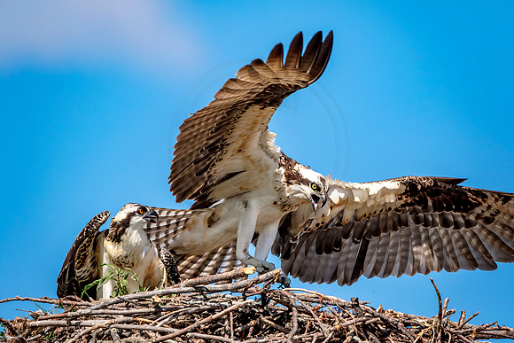 Osprey in Crown Point