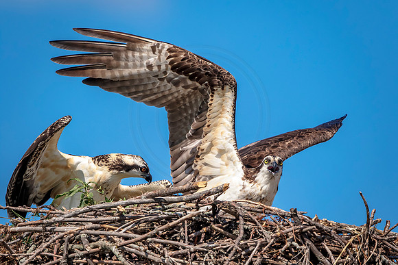 Osprey in Crown Point