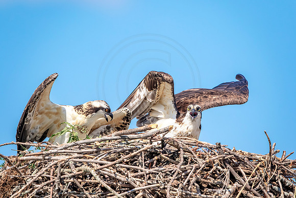 Osprey in Crown Point
