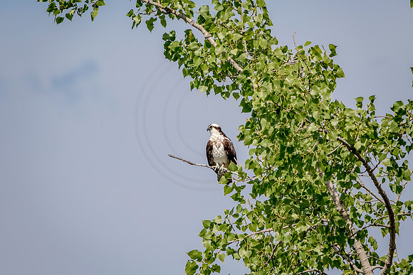 Osprey in Crown Point