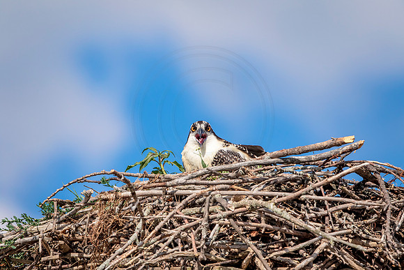 Osprey in Crown Point