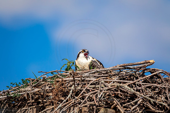 Osprey in Crown Point