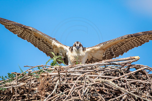 Osprey in Crown Point