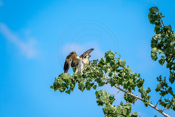 Osprey in Crown Point