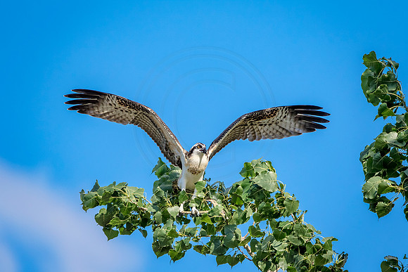 Osprey in Crown Point