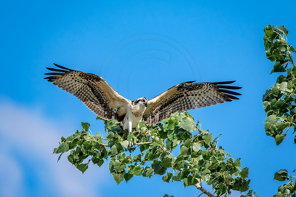 Osprey in Crown Point