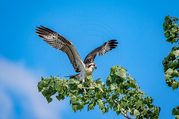 Osprey in Crown Point