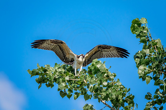 Osprey in Crown Point