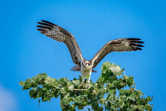 Osprey in Crown Point