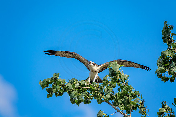 Osprey in Crown Point