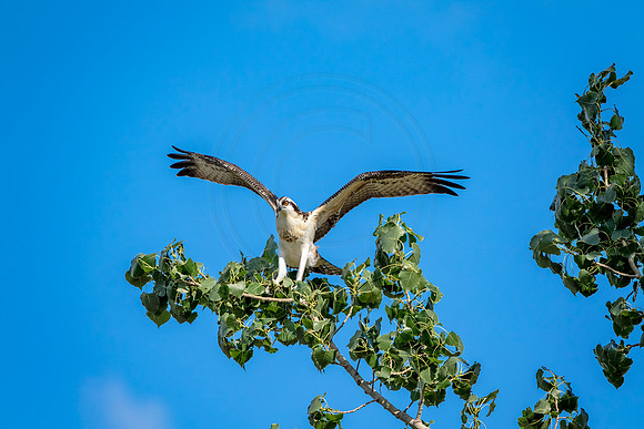 Osprey in Crown Point