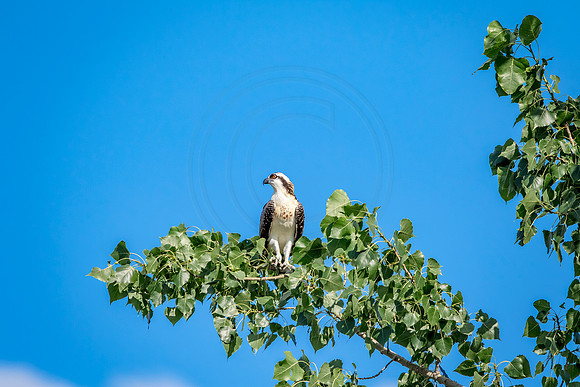 Osprey in Crown Point