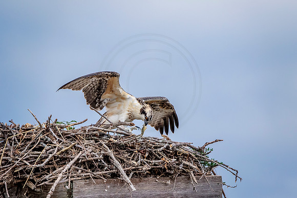 Osprey in Crown Point
