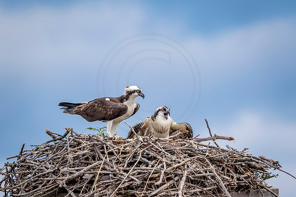 Osprey in Crown Point
