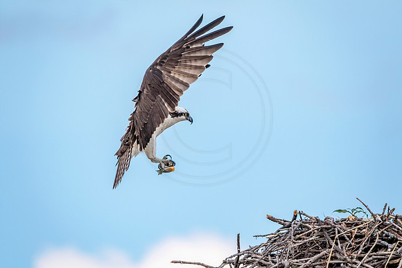 Osprey in Crown Point