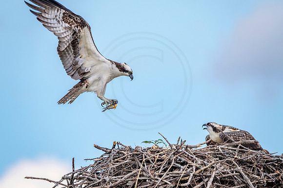 Osprey in Crown Point