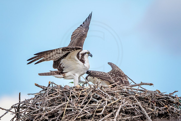 Osprey in Crown Point