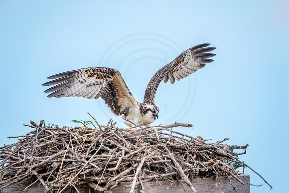 Osprey in Crown Point