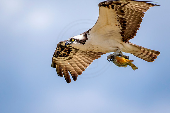 Osprey in Crown Point